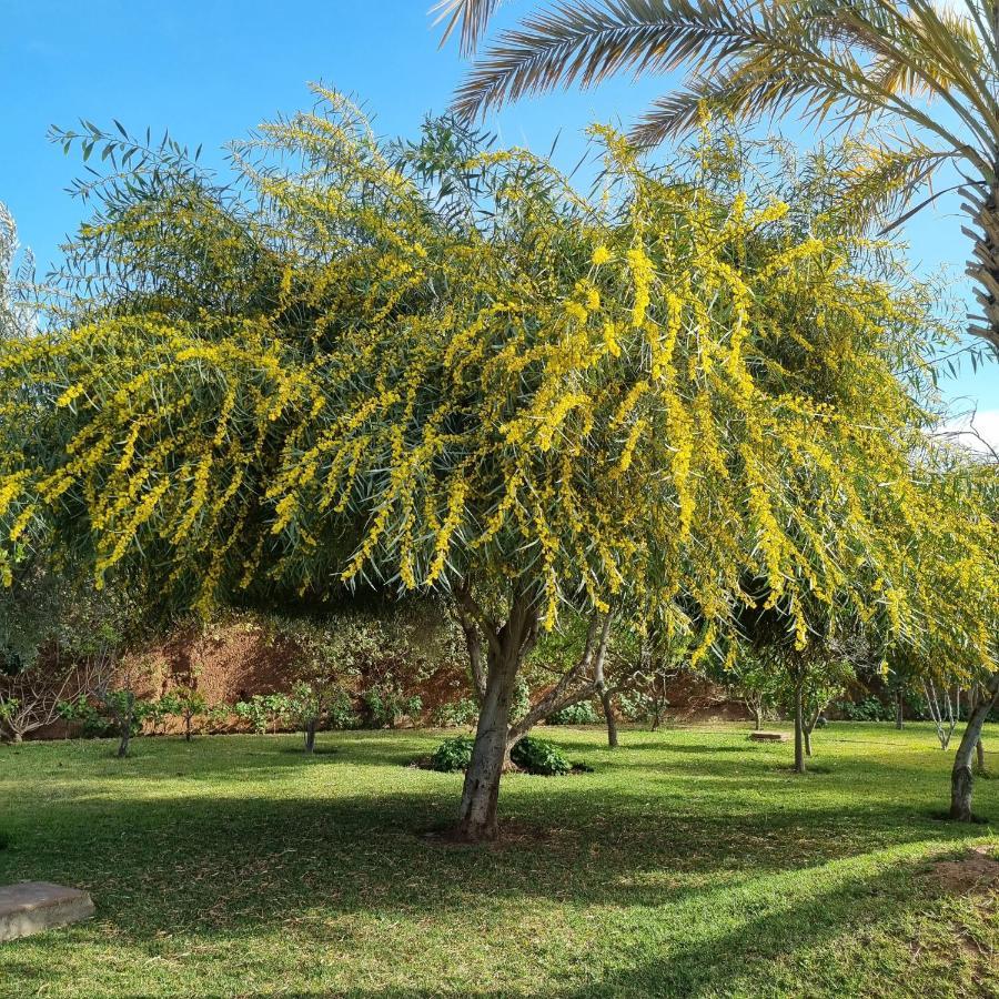 Riad Les Deux Citronniers Marrákes Kültér fotó