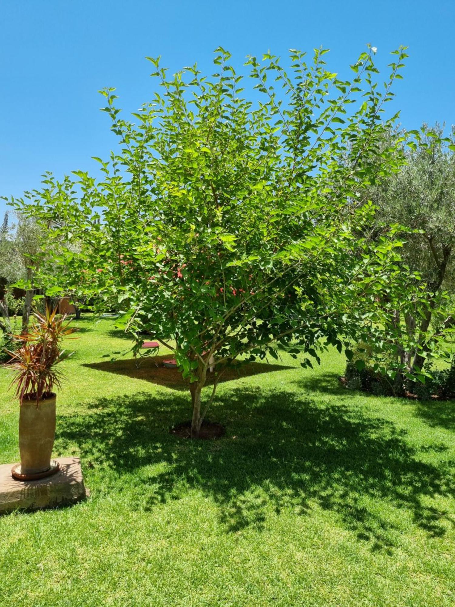 Riad Les Deux Citronniers Marrákes Szoba fotó