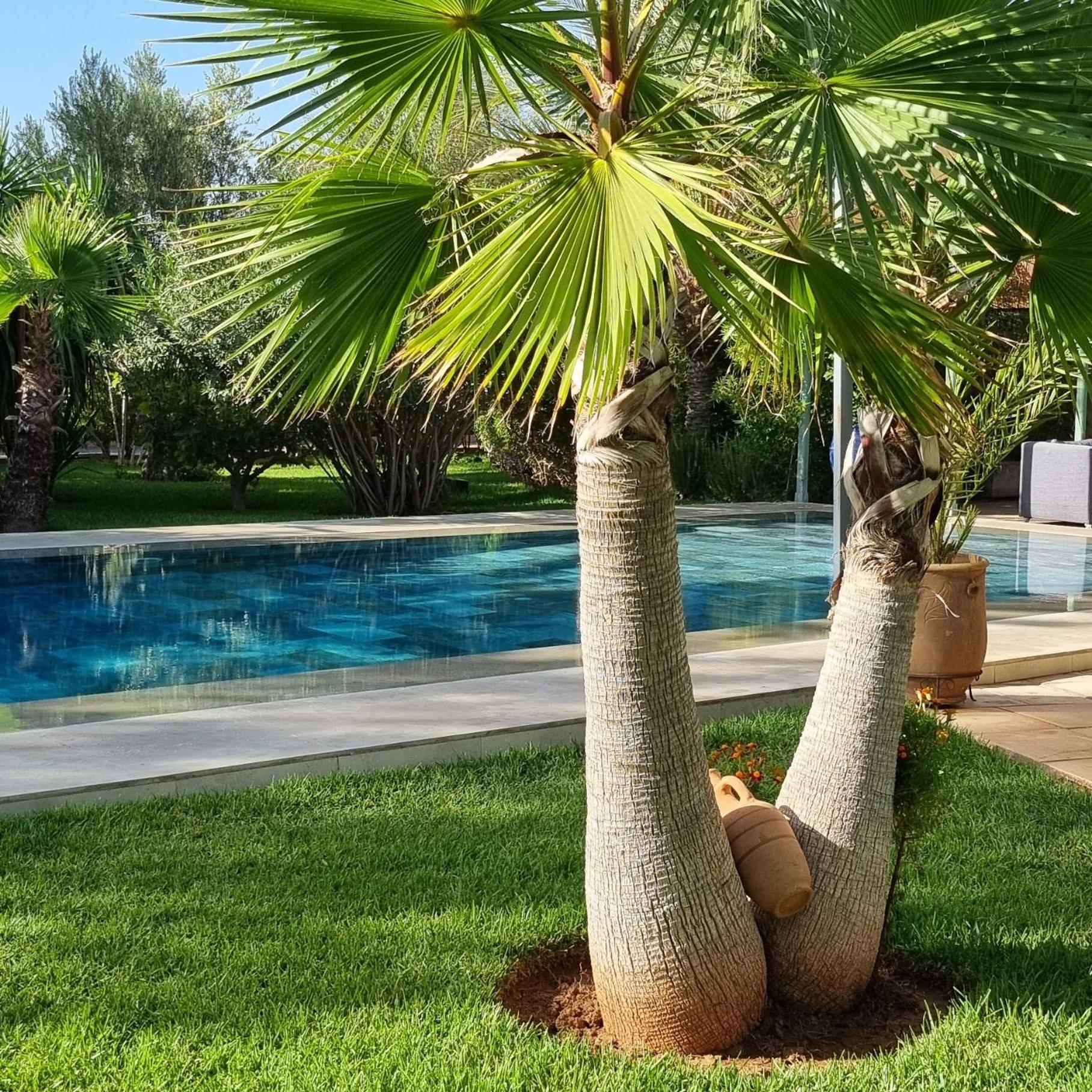 Riad Les Deux Citronniers Marrákes Kültér fotó